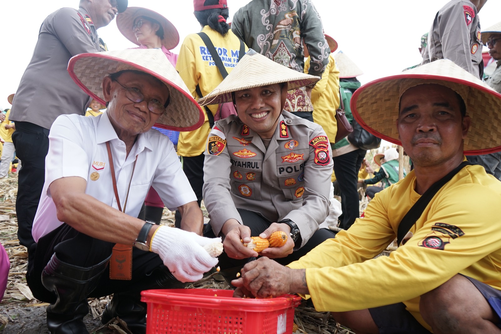 Panen Jagung Beramai-ramai, Polres Bengkayang Raih Dua Rekor MURI